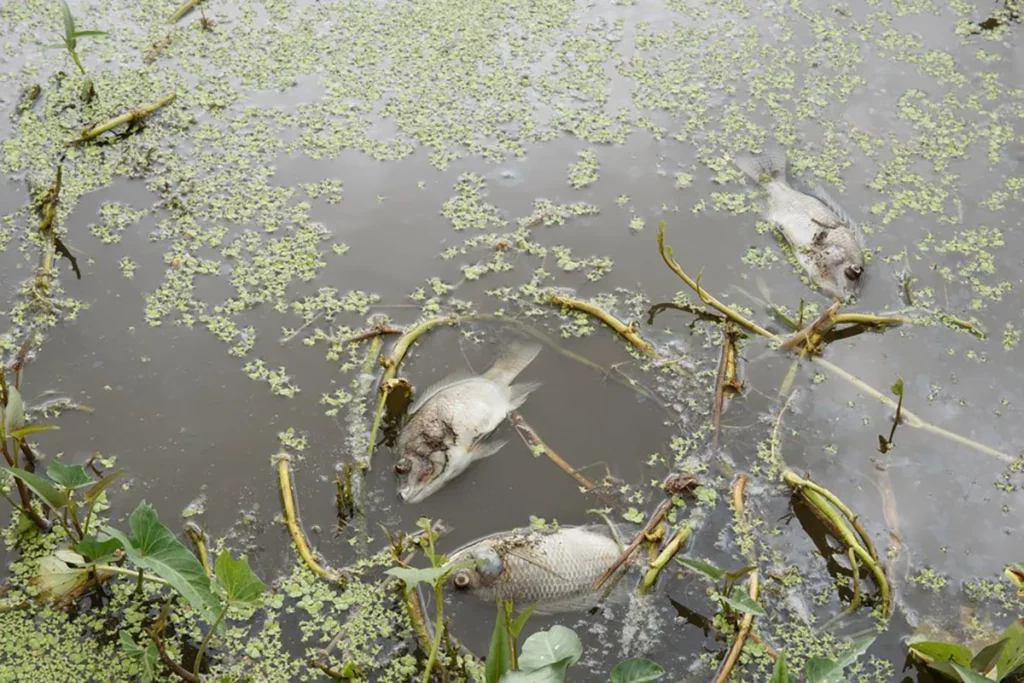 Water pollution causing death of marine life