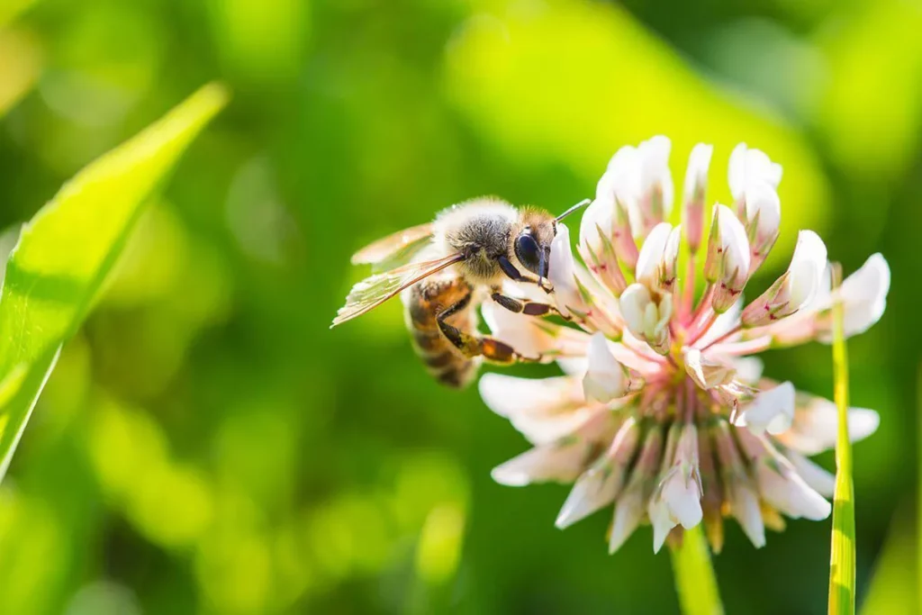 Eucalyptus Honey 2 -Bee with Flower Image Bee working on flower