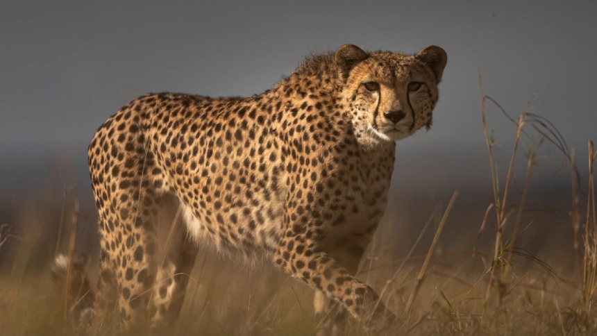 a cheetah ready to hunt
