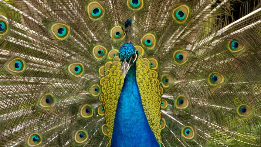 Peacock stands with its tail feathers fully displayed