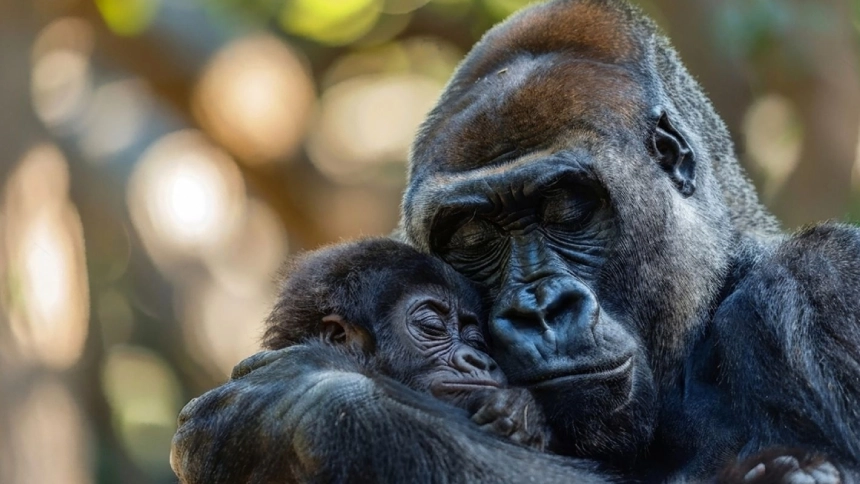 A mother Gorilla nurturing its young one